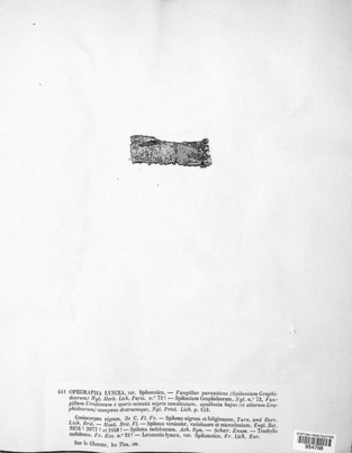 Lecanographa lyncea image